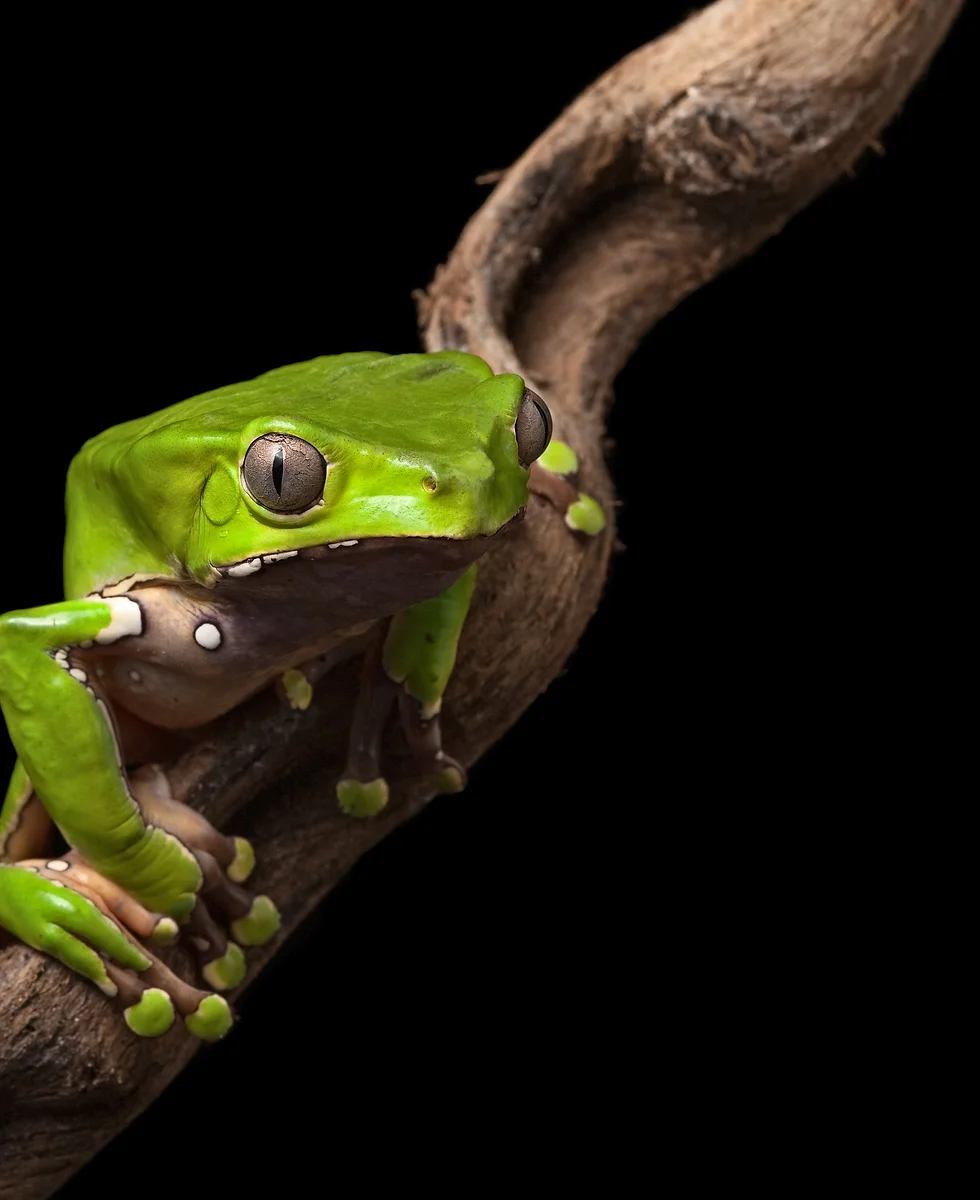Rana Phyllomedusa bicolor, fuente tradicional del Kambo