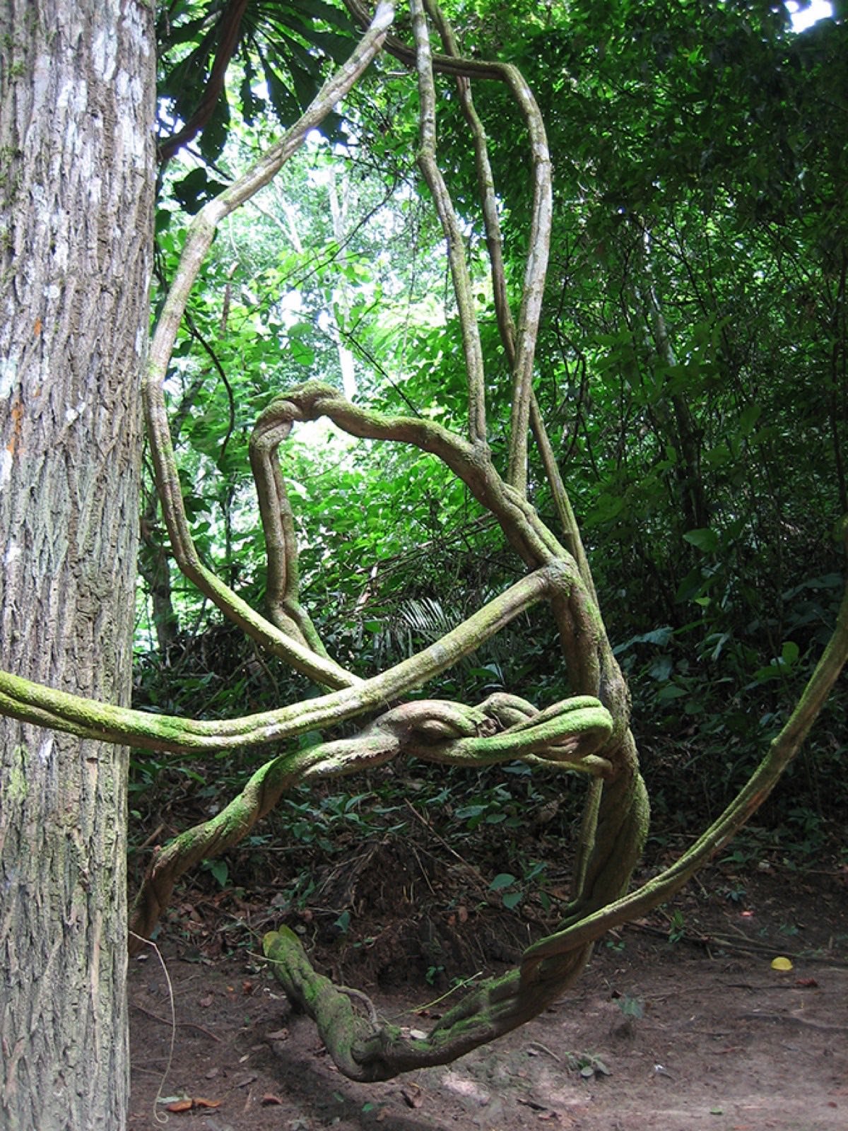 Liana de ayahuasca (Banisteriopsis caapi) en la selva amazónica