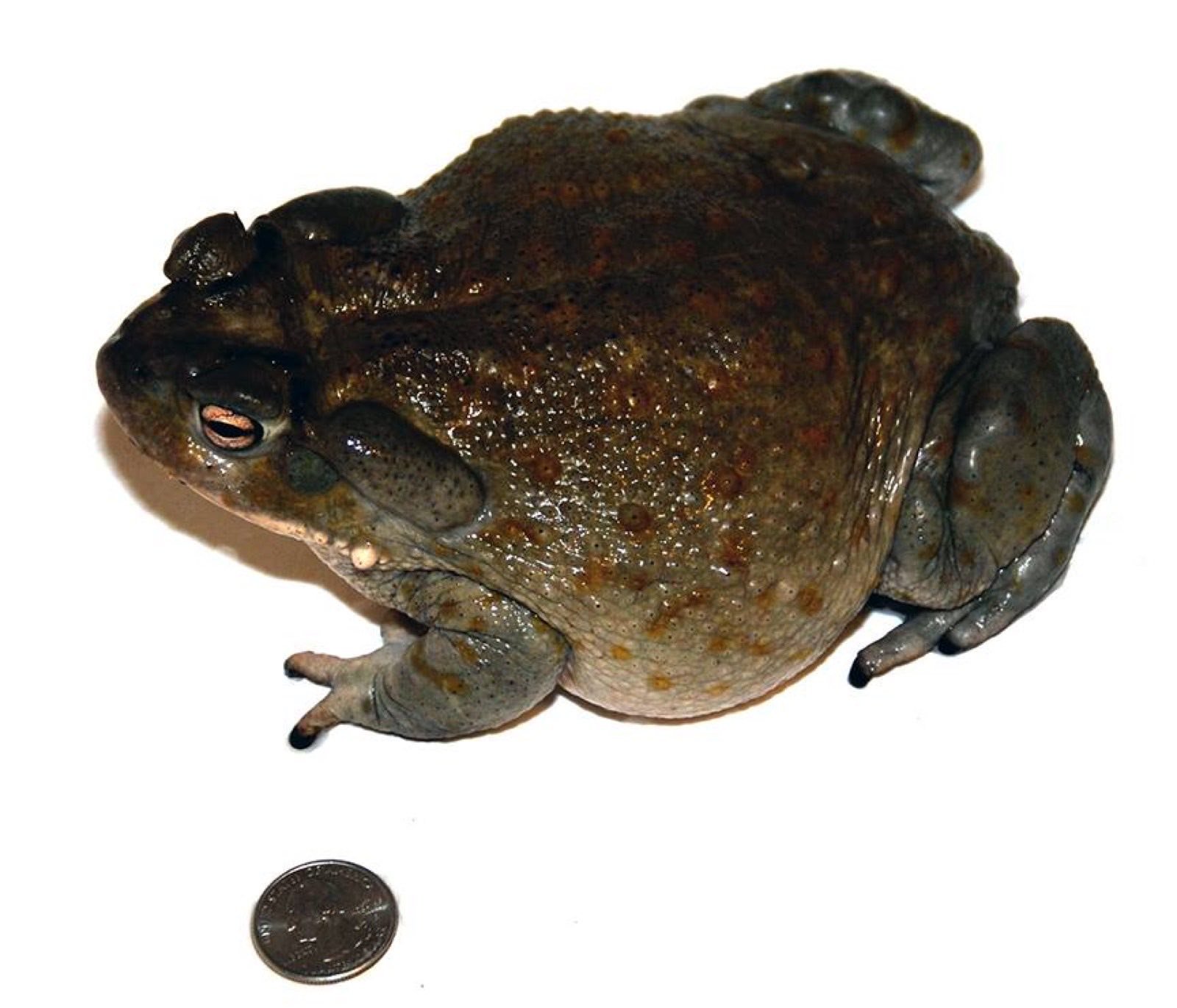 Sapo del desierto de Sonora (Incilius alvarius), fuente tradicional del 5-MeO-DMT