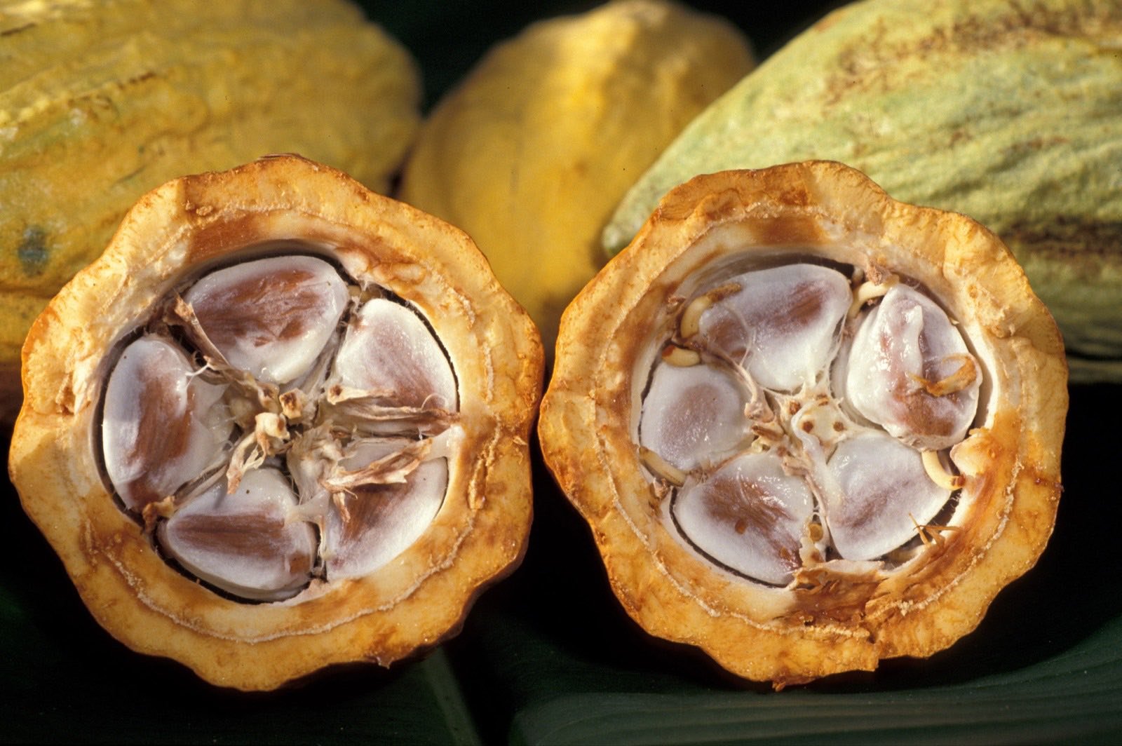 Vaina de cacao (Theobroma cacao), fruto usado en la ceremonia tradicional
