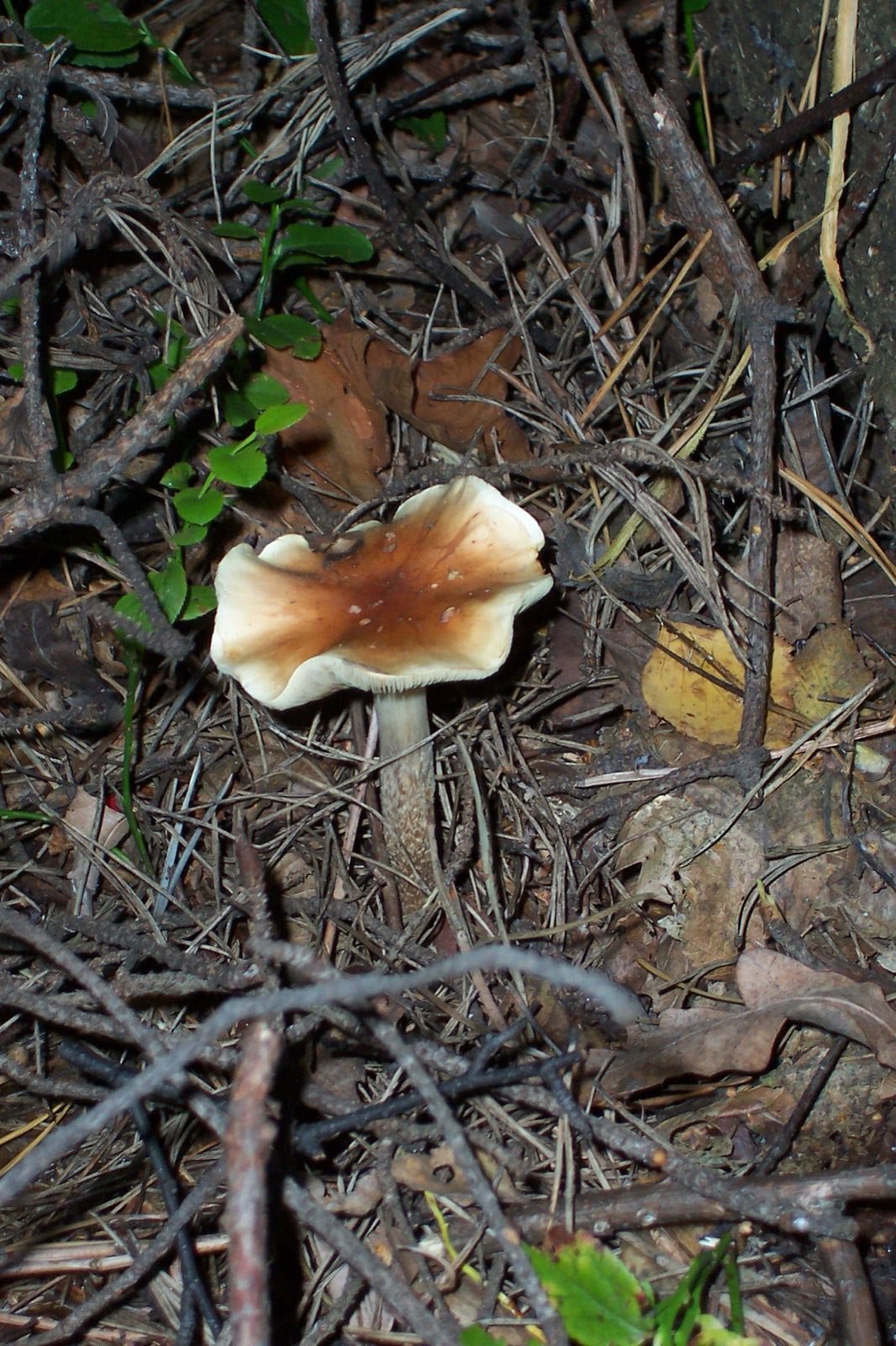 Hongos Psilocybe cubensis, especie usada tradicionalmente en Mesoamérica