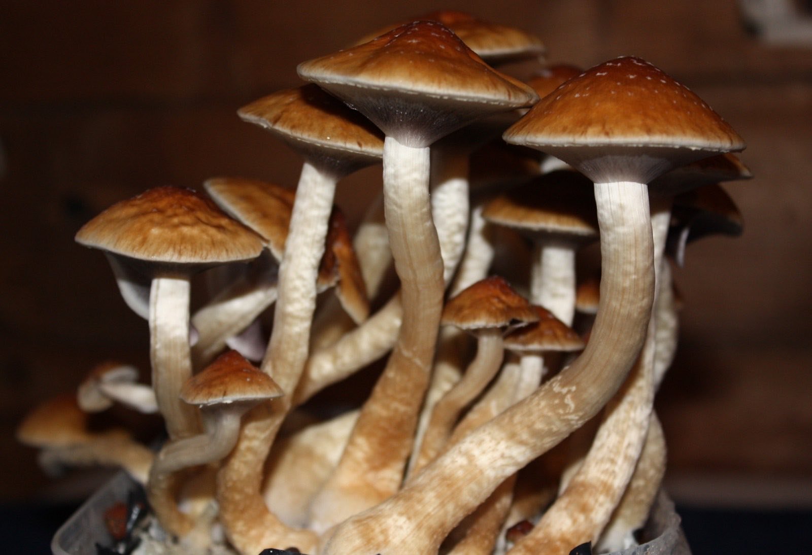 Hongos Psilocybe, la sustancia más asociada con el microdosing