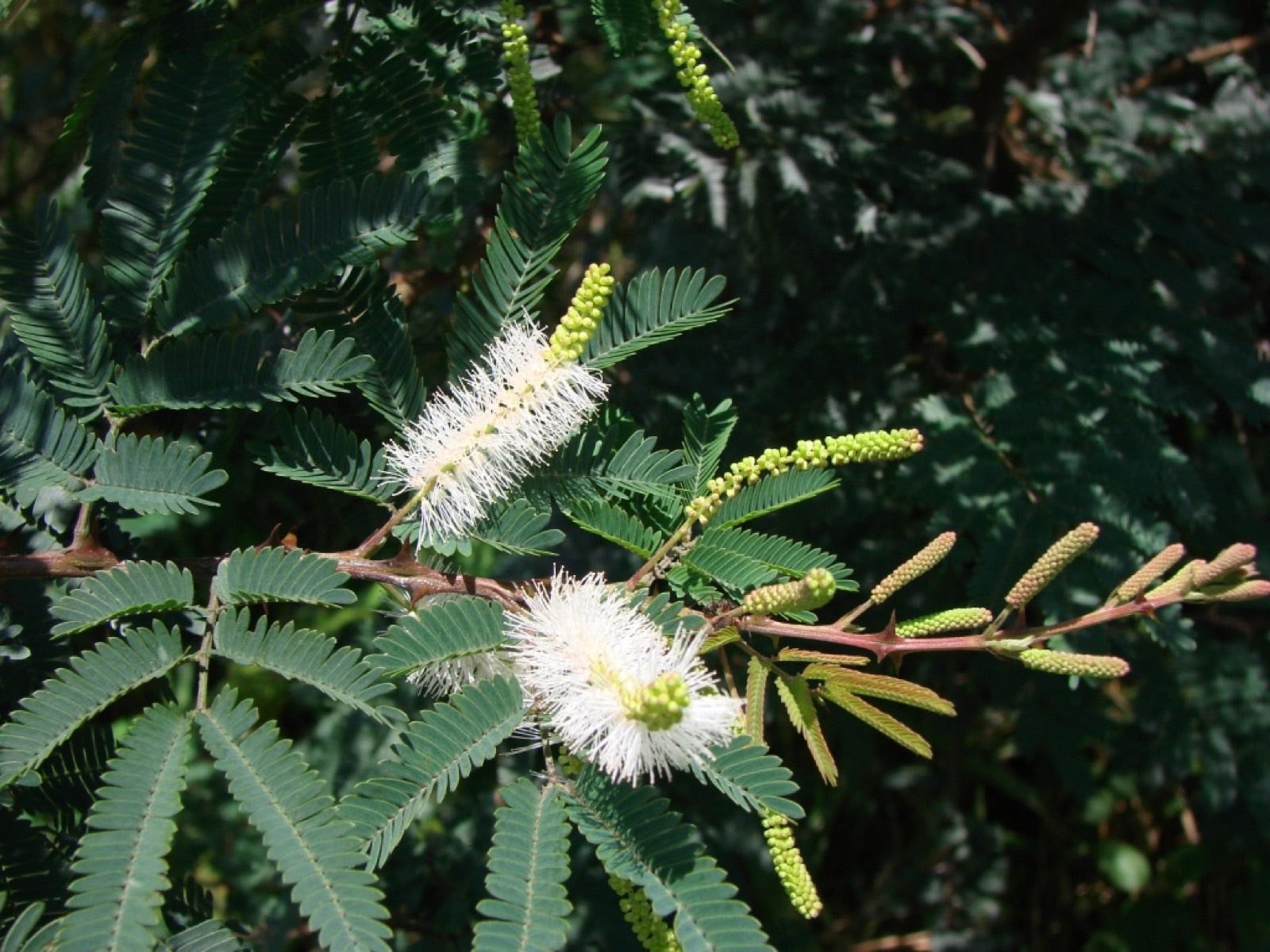 Mimosa tenuiflora (tepezcohuite), árbol de corteza usada tradicionalmente en México